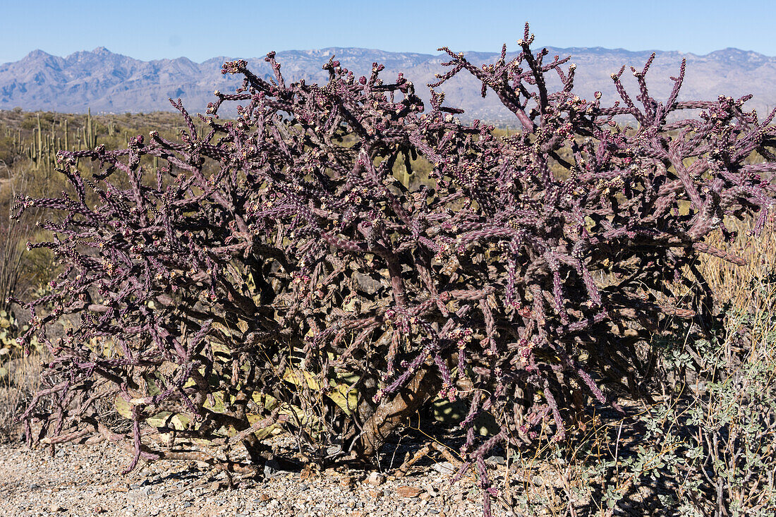 Staghorn cholla (Cylindropuntia versicolor)