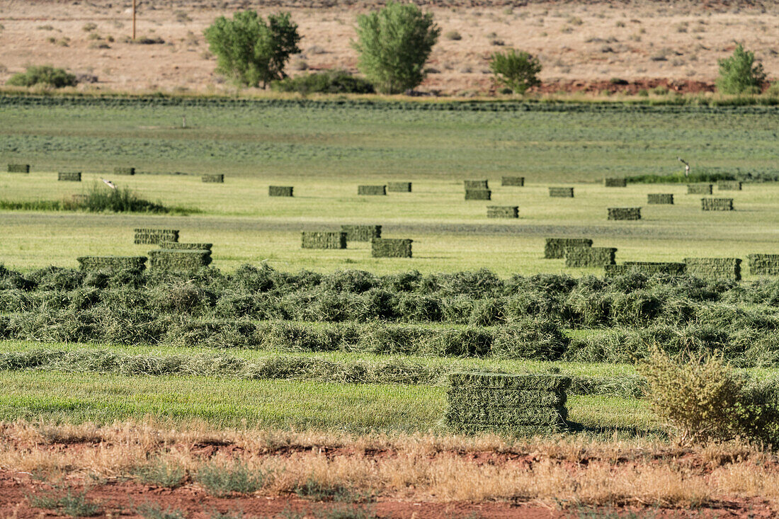 Hay bales and windrows of hay raked up for baling on a ranch