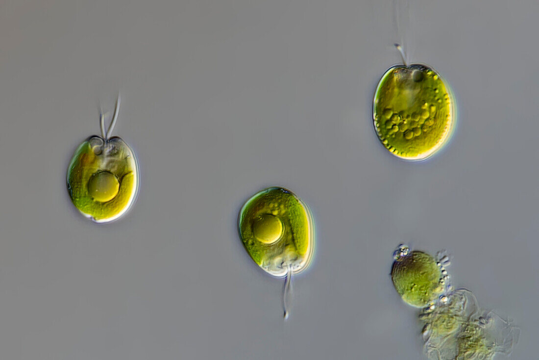 Scherffelia sp. algae, light micrograph