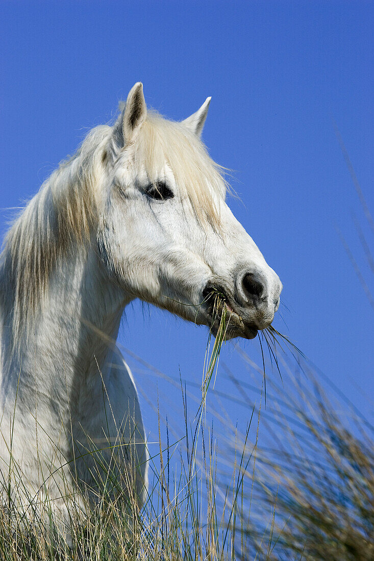 Camargue horse eating grass