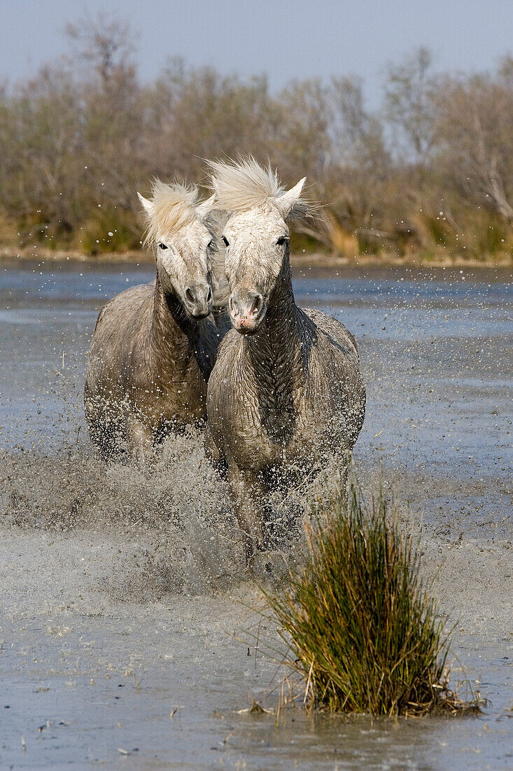 Camargue horses galloping through a swamp