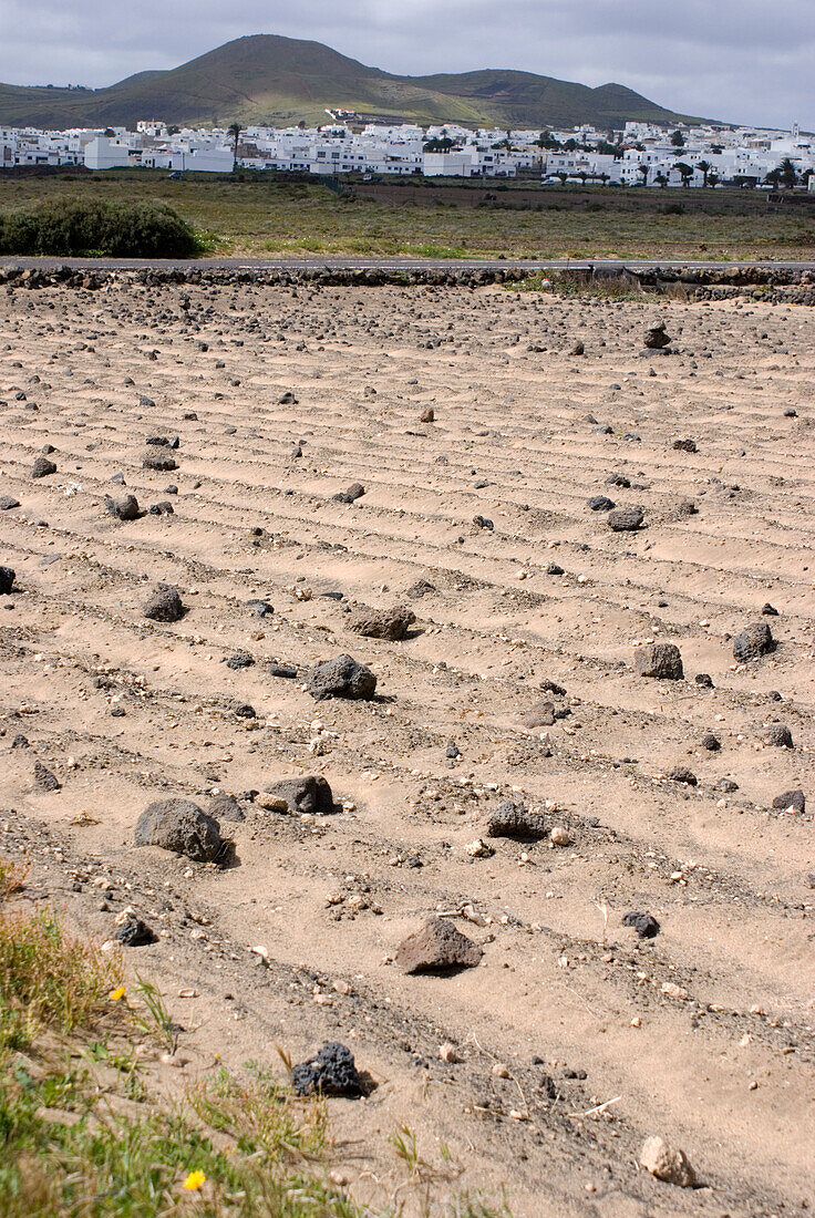 Rocky field in Lanzarote