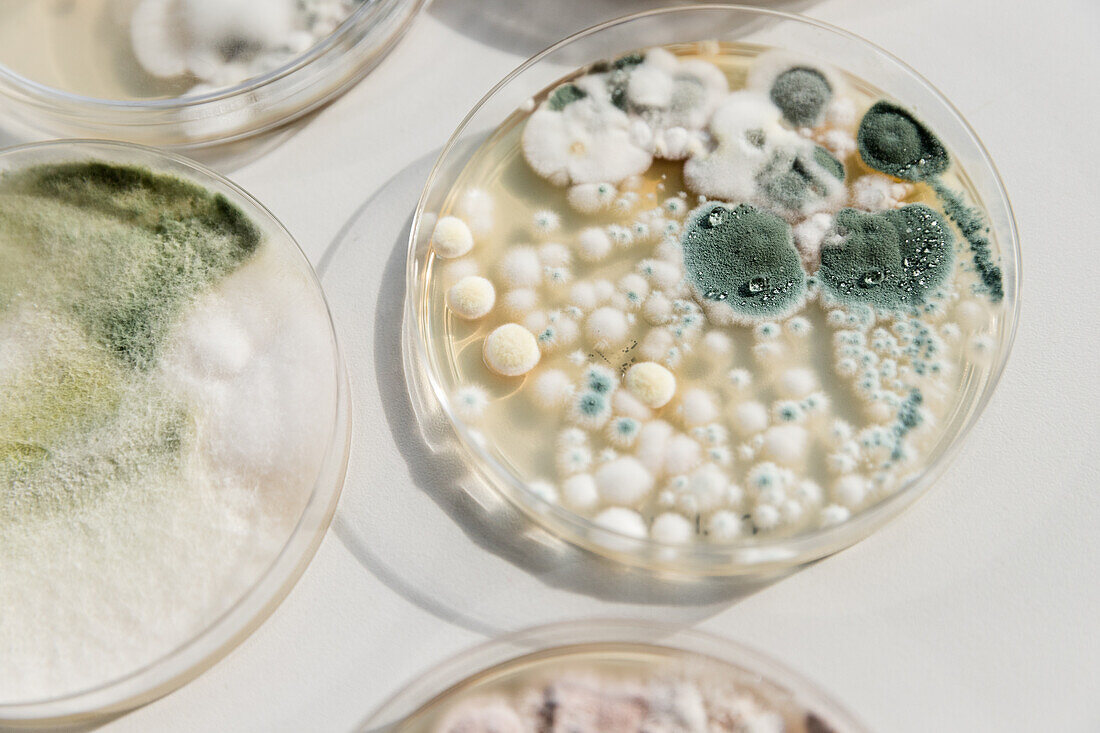 Environmental fungi growing on a petri dish