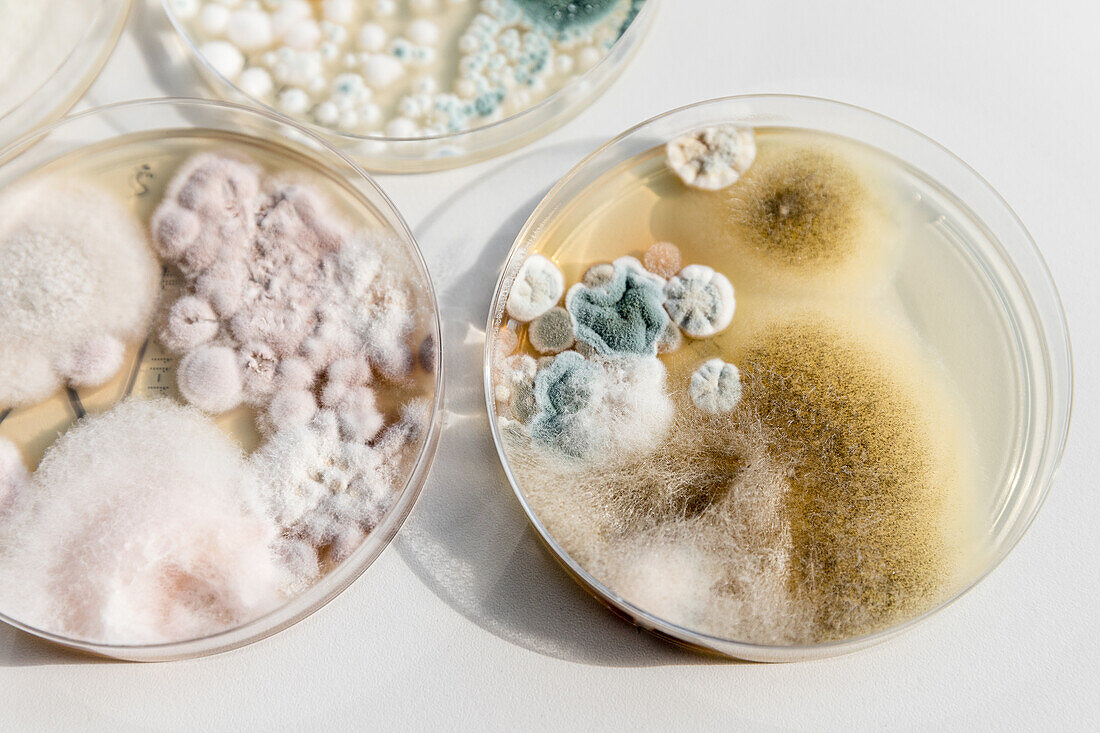 Environmental fungi growing on petri dishes