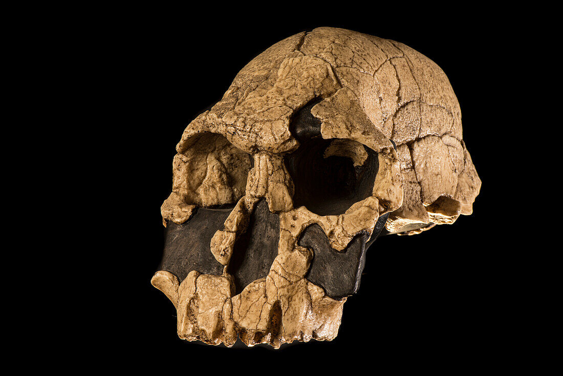Homo rudolfensis skull