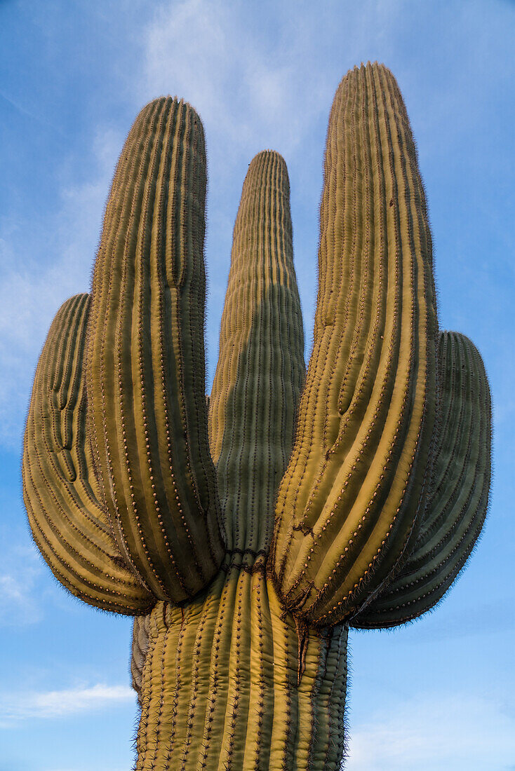 Saguaro cactus in Saguaro National Park, USA