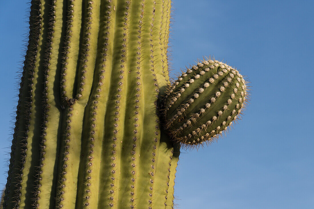 New arm budding out on a Saguaro cactus