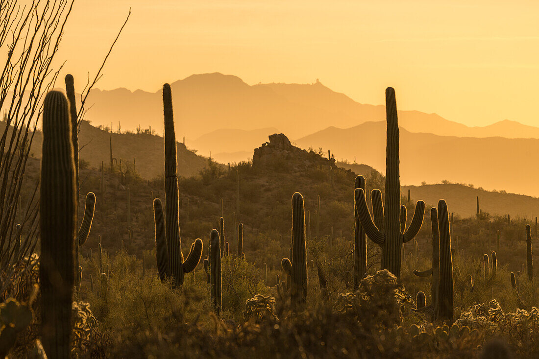 Cacti in Saguaro National Park, Tucson, Arizona, USA
