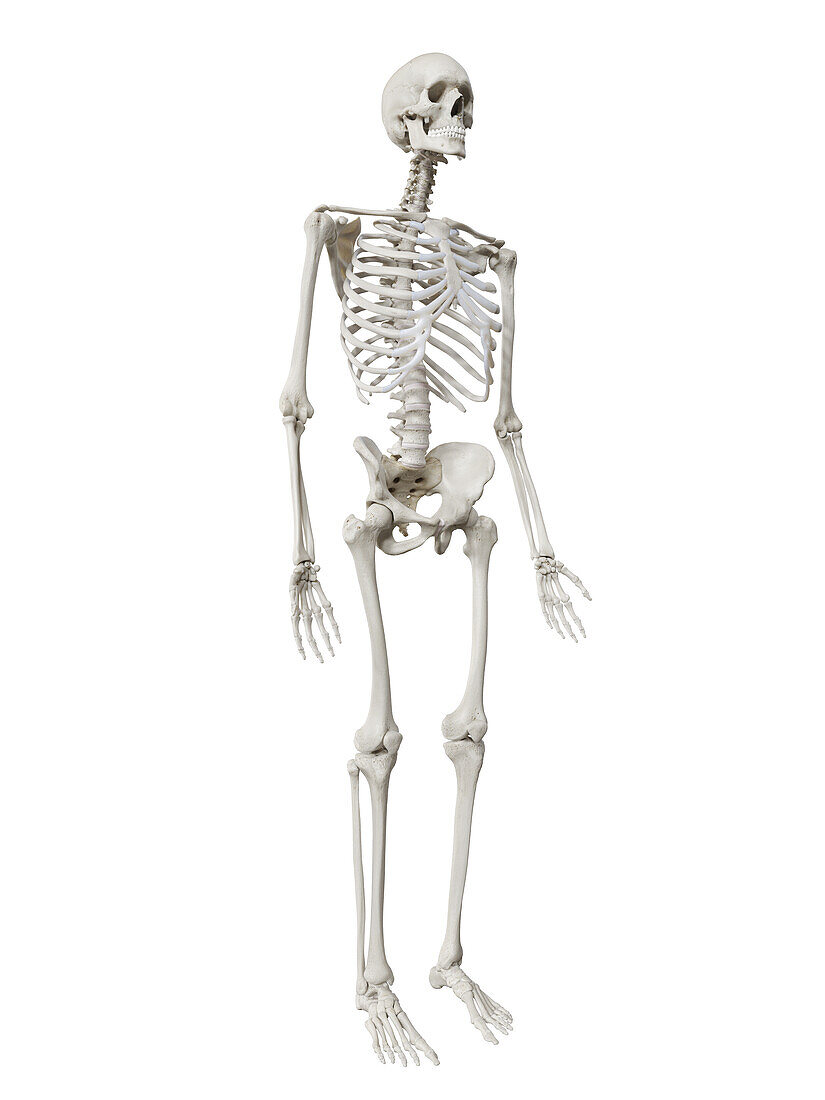 Human skeleton, illustration