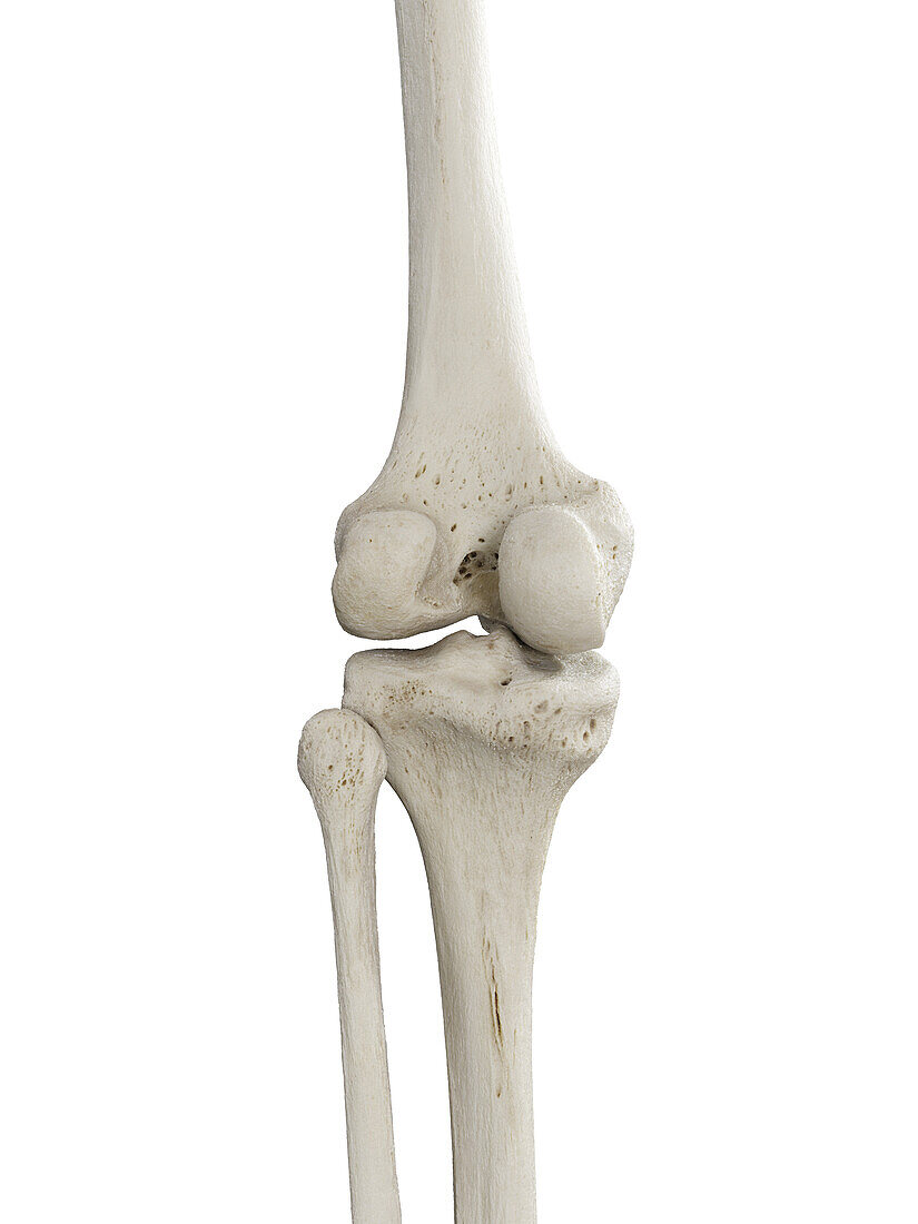 Knee bones, illustration