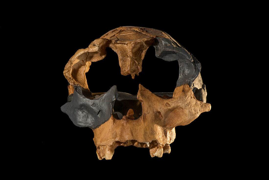 Homo antecessor skull