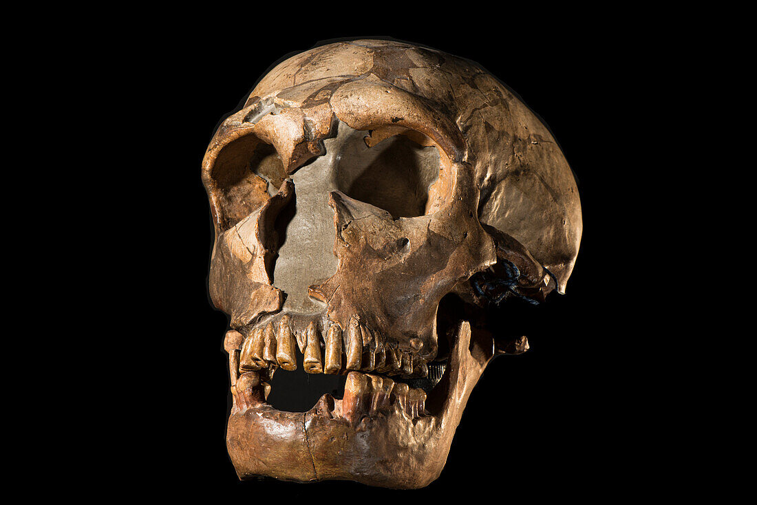 Neanderthal (Homo neanderthalensis) skull
