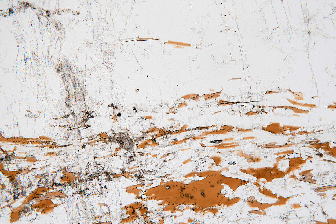 Paragneiss, thin section, 30:1