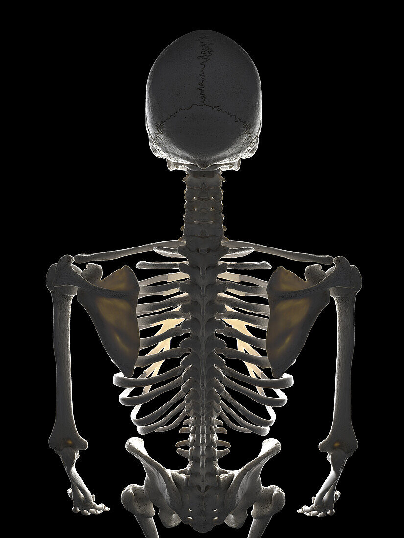 Human skeleton, illustration