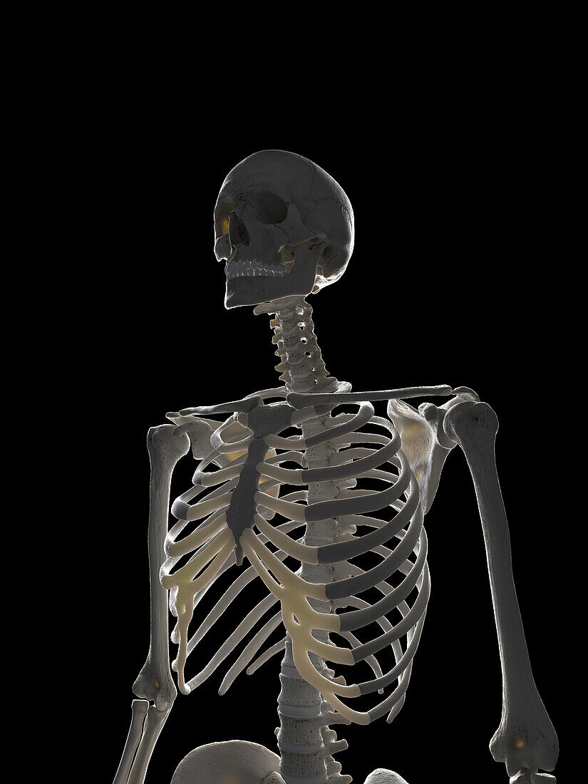 Human skeleton, illustration