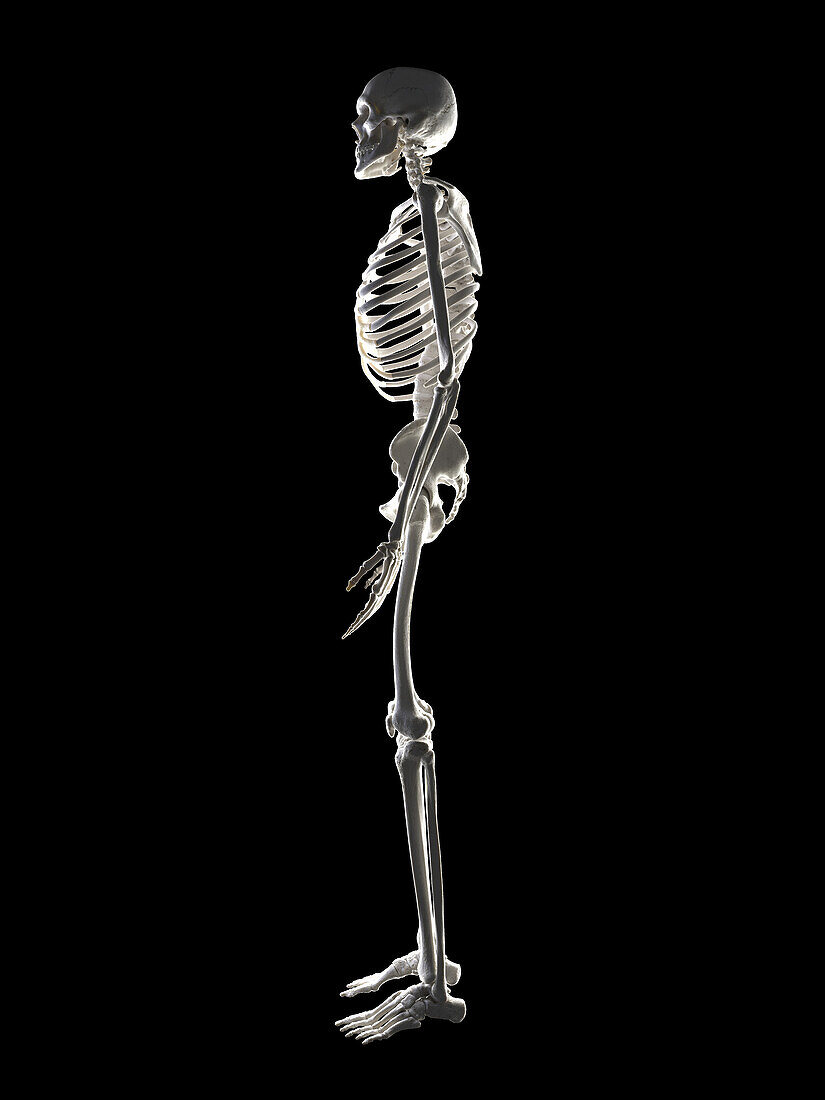 Human skeleton, illustration