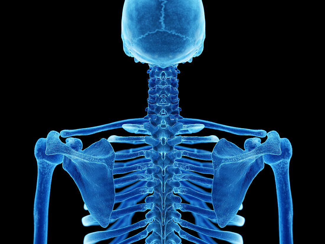Thoracic spine, illustration