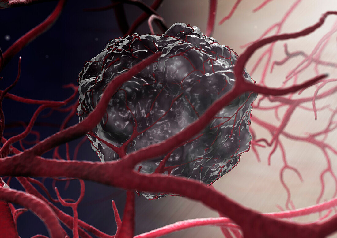 Blood vessel formation, illustration