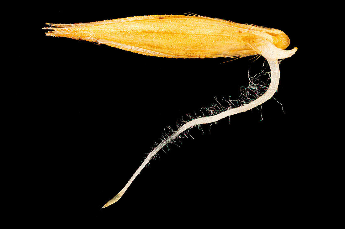 Germinating bulbous oat grass (Arrhenatherum elatius) seed
