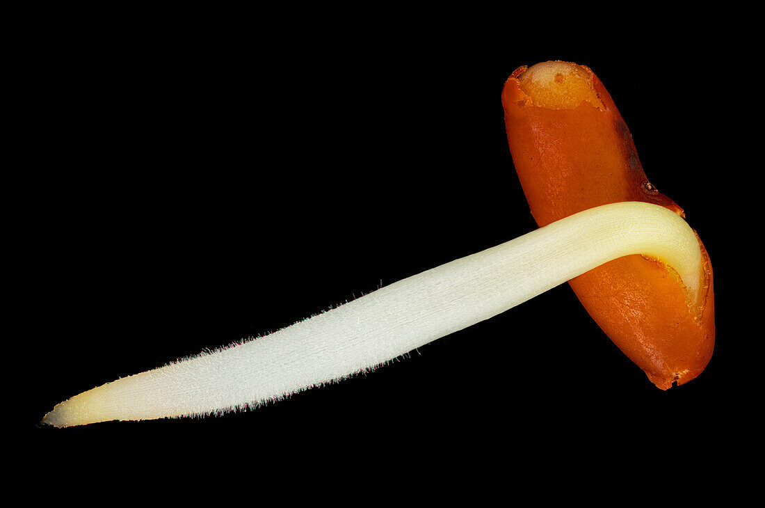 Germinating crown vetch (Coronilla varia) seed