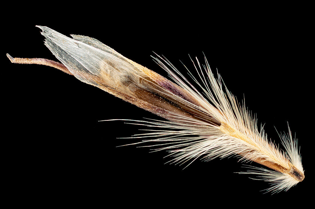 Downy oat grass (Avenula pubescens) seed