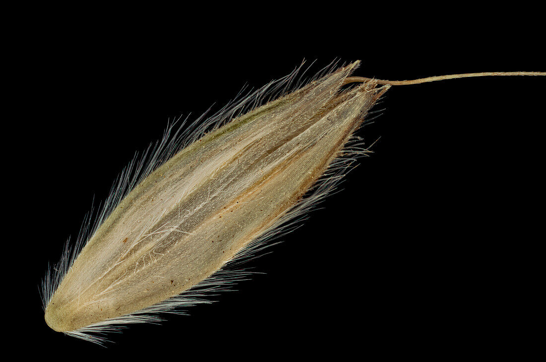Meadow foxtail (Alopecurus pratensis) seed