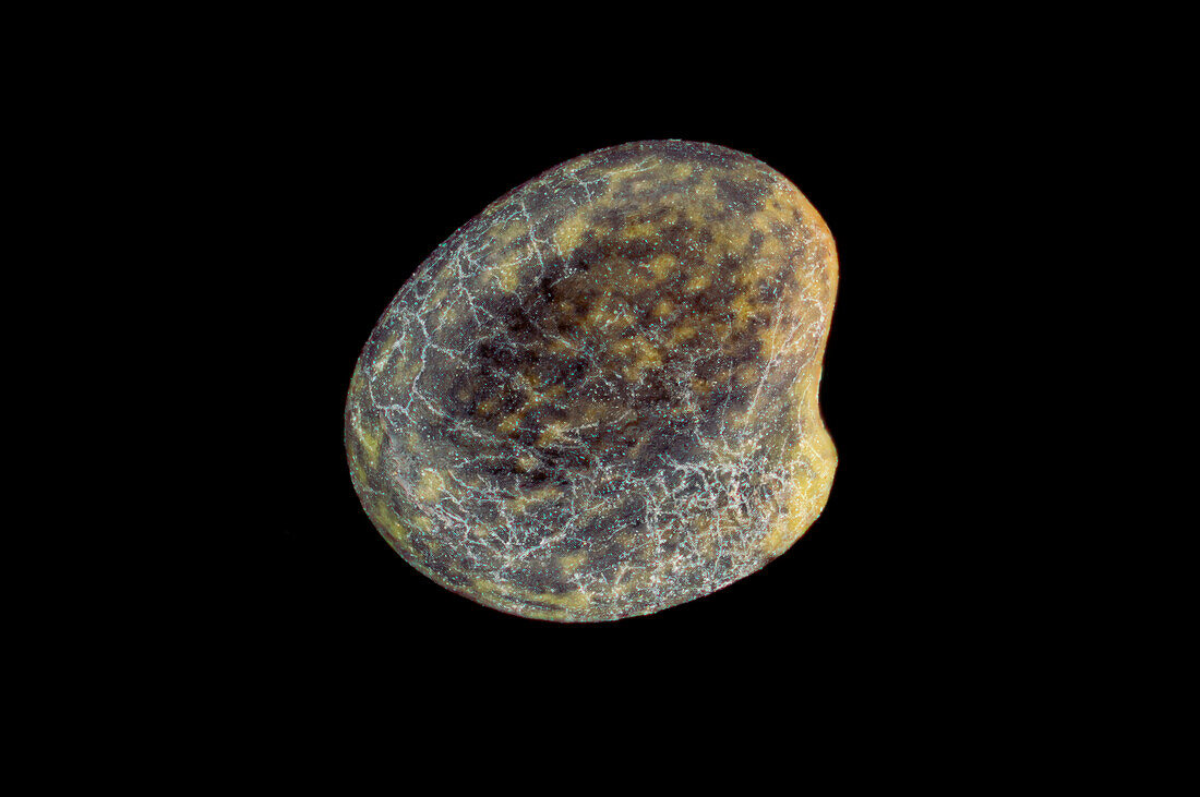 Alsike clover (Trifolium hybridum) seed
