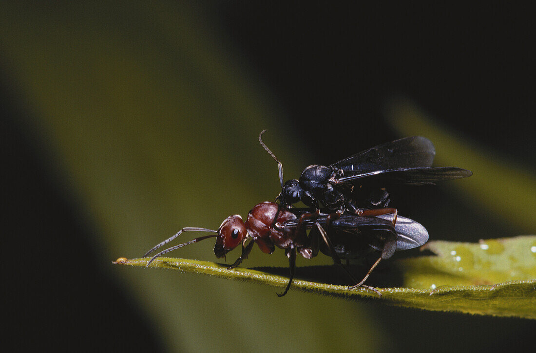 Red ants mating