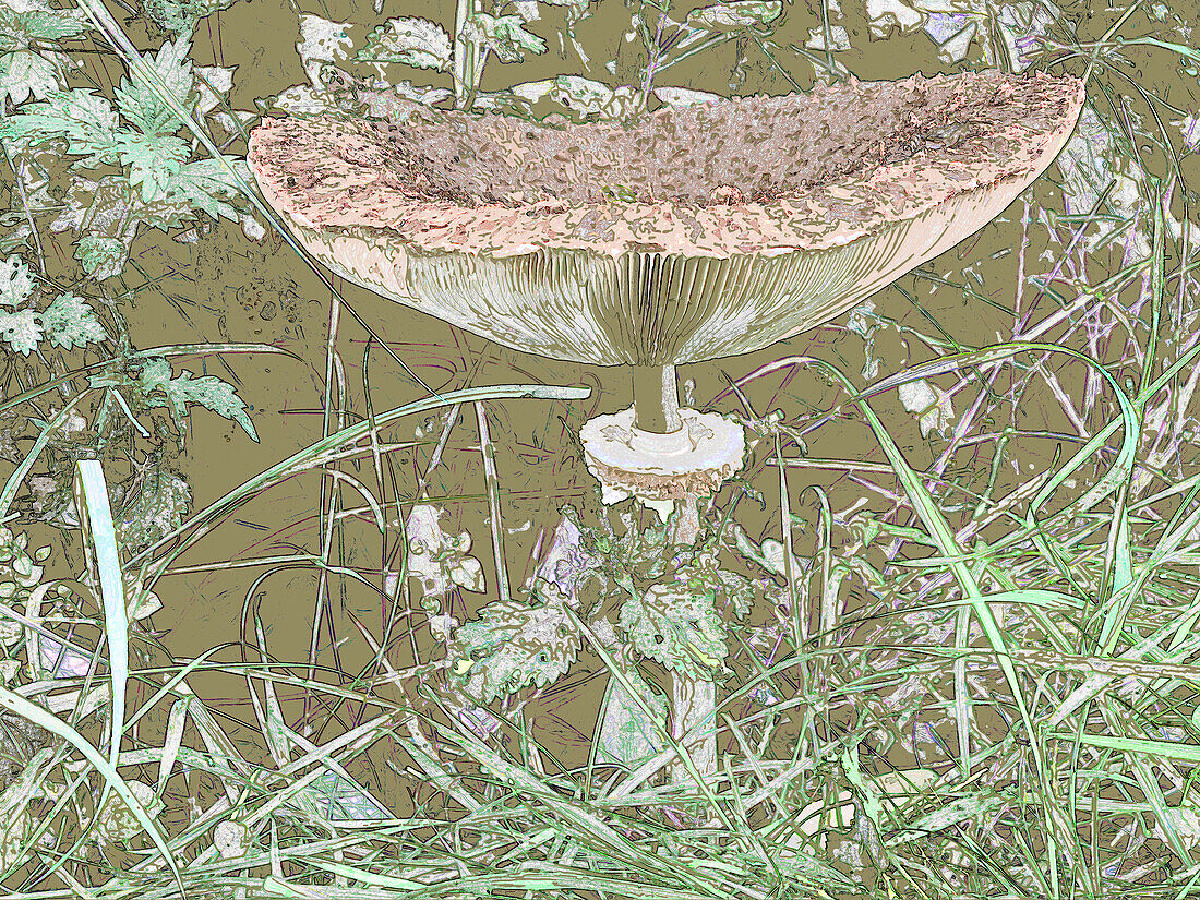 Mushroom growing in undergrowth, illustration
