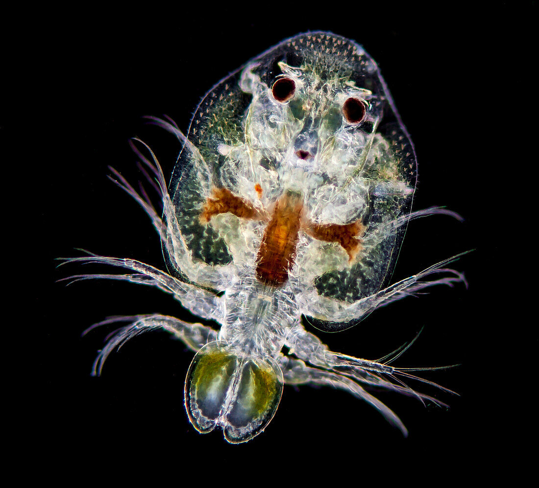 Fish louse, light micrograph