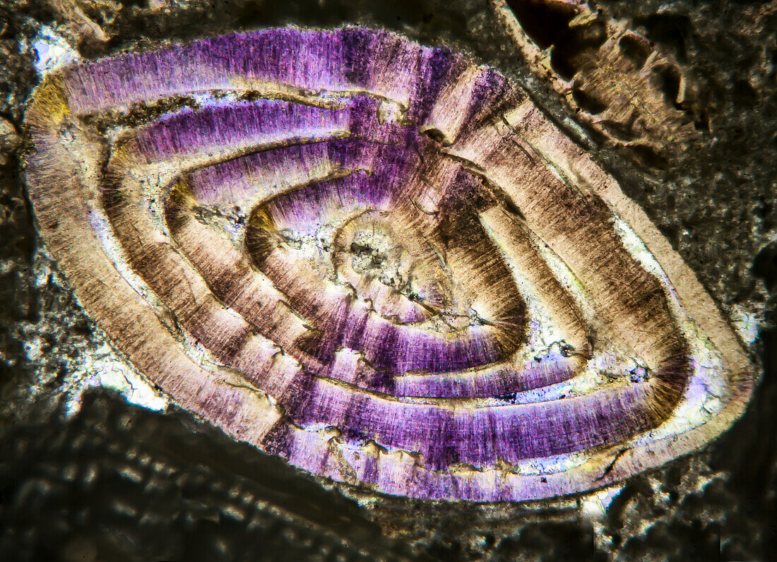 Nummulitic limestone, polarised light micrograph