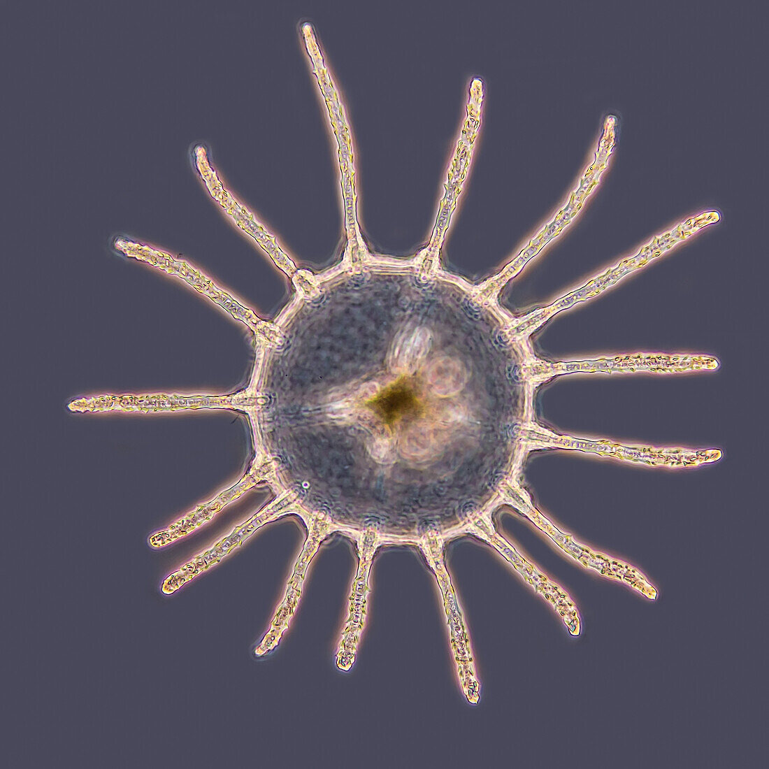Medusa stage of Obelia sp. hydroid, light micrograph