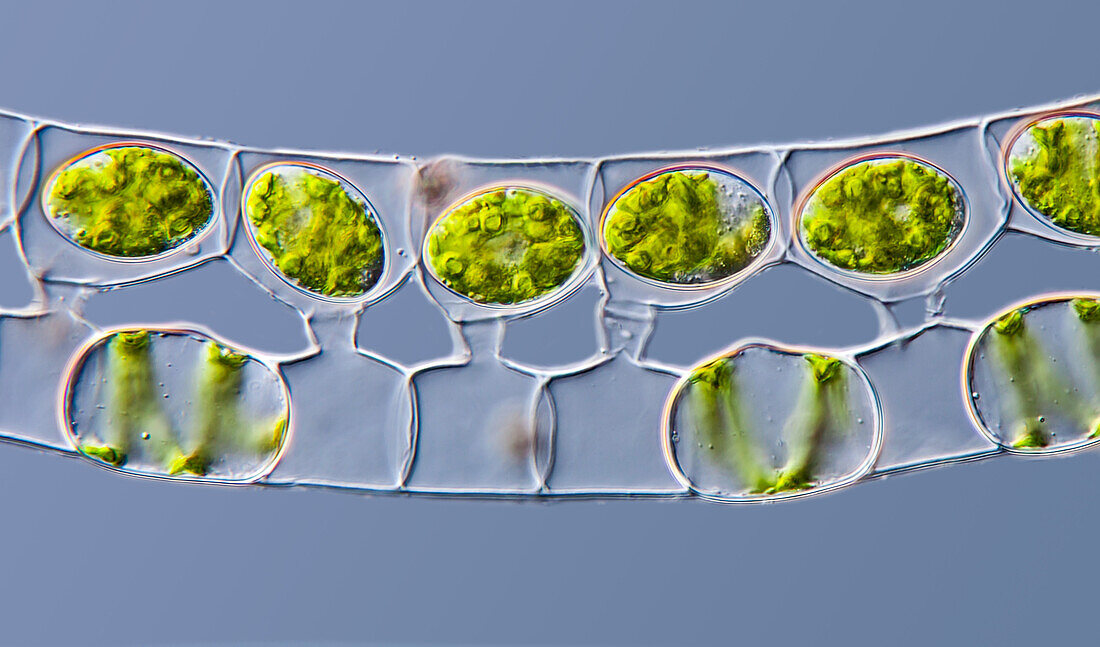 Spirogyra green alga, light micrograph