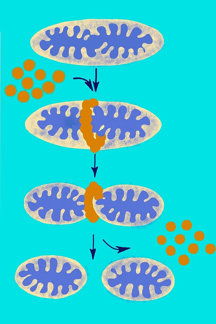 Mitochondria, illustration