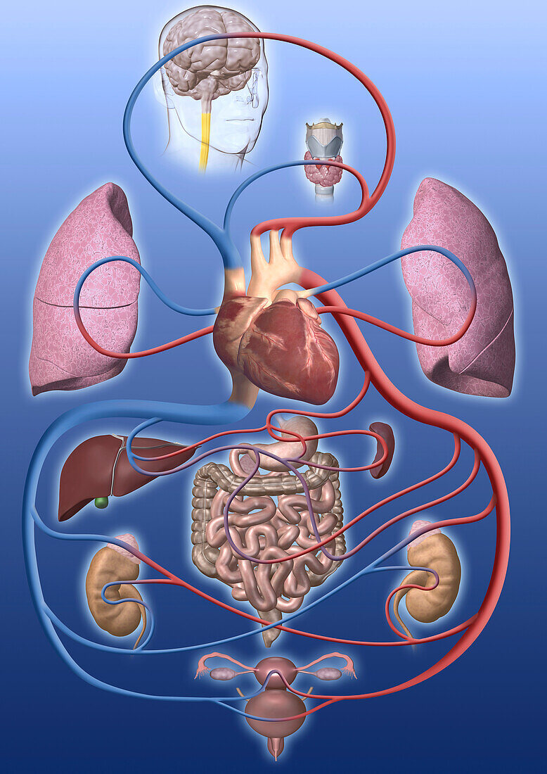 Cardiovascular system and organs, illustration