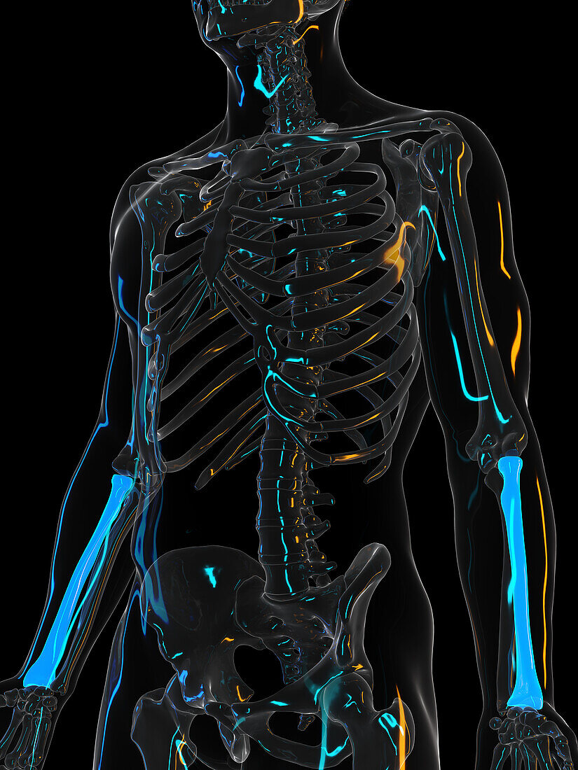 Radius bone, illustration