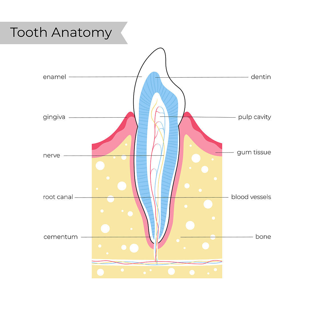 Human tooth anatomy, illustration