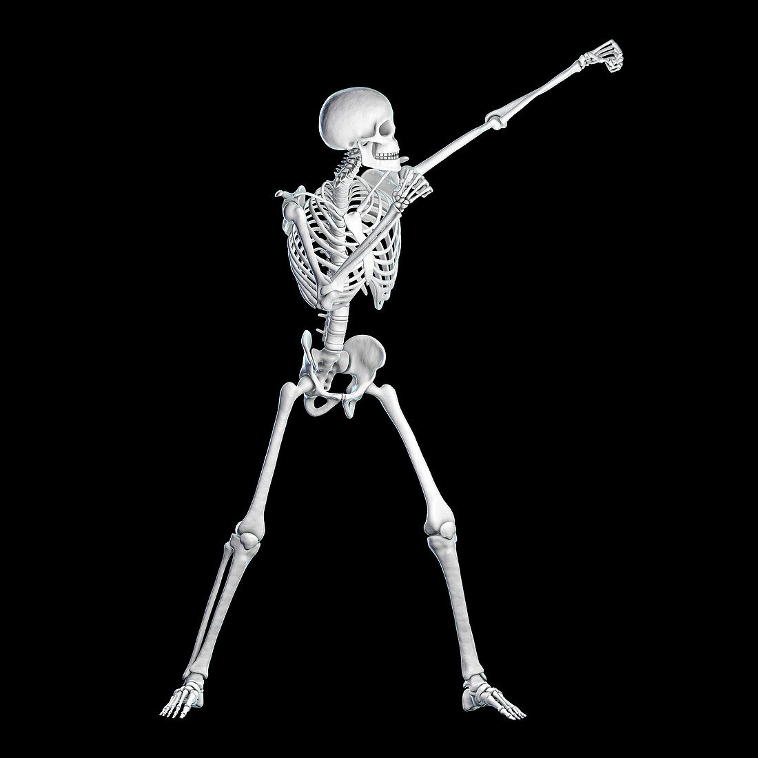 Skeleton boxing, illustration