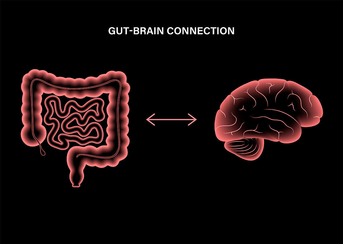 Connection between gut and brain, illustration