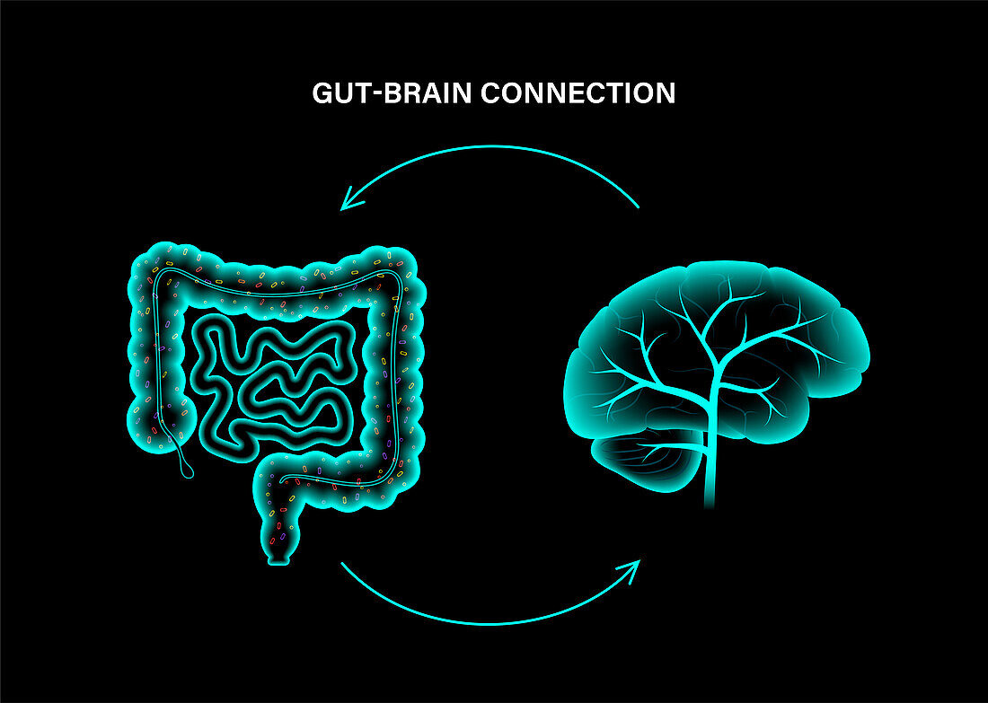 Connection between gut and brain, illustration