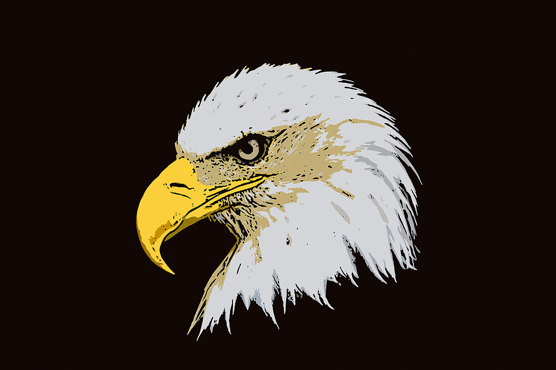 Bald eagle, illustration