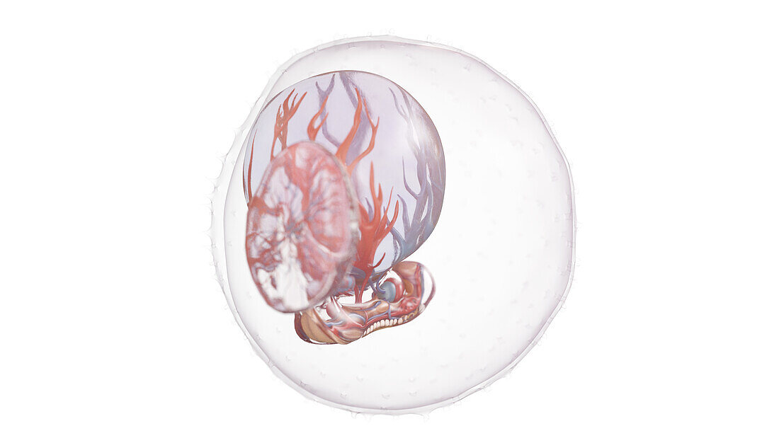 Human embryo at week 4, illustration