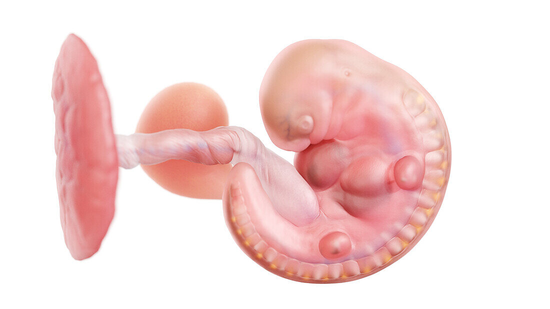 Human embryo at week 5, illustration