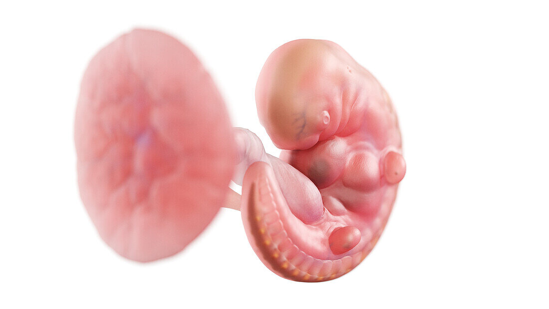 Human embryo at week 5, illustration