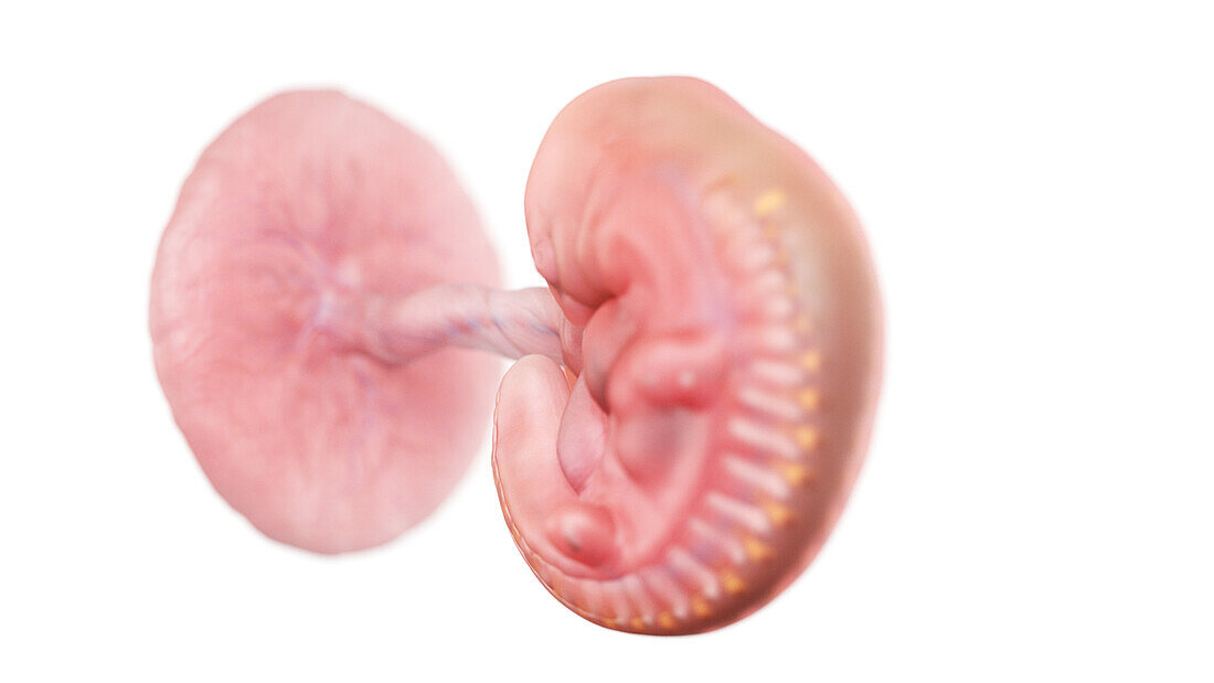 Human embryo at week 5, illustration