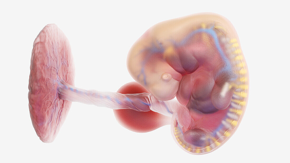 Human embryo at week 6, illustration