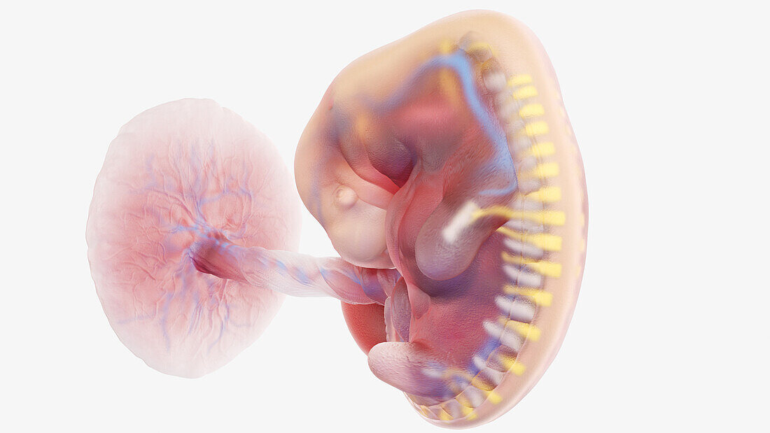 Human embryo at week 6, illustration