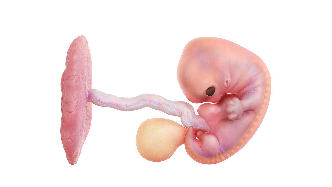 Human embryo at week 7, illustration