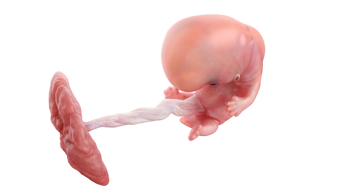 Human embryo at week 8, illustration