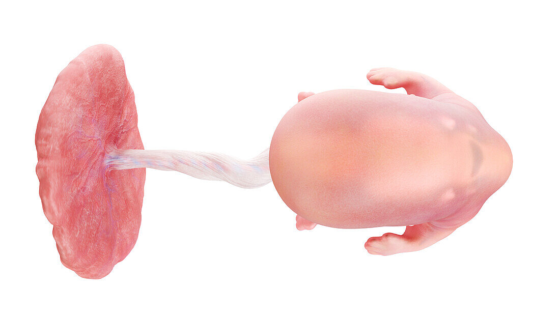 Human embryo at week 8, illustration